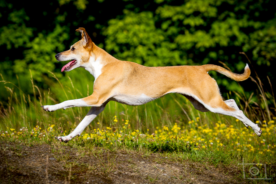 Bella (Podenco, Unbekannt) Podenco Unbekannt 